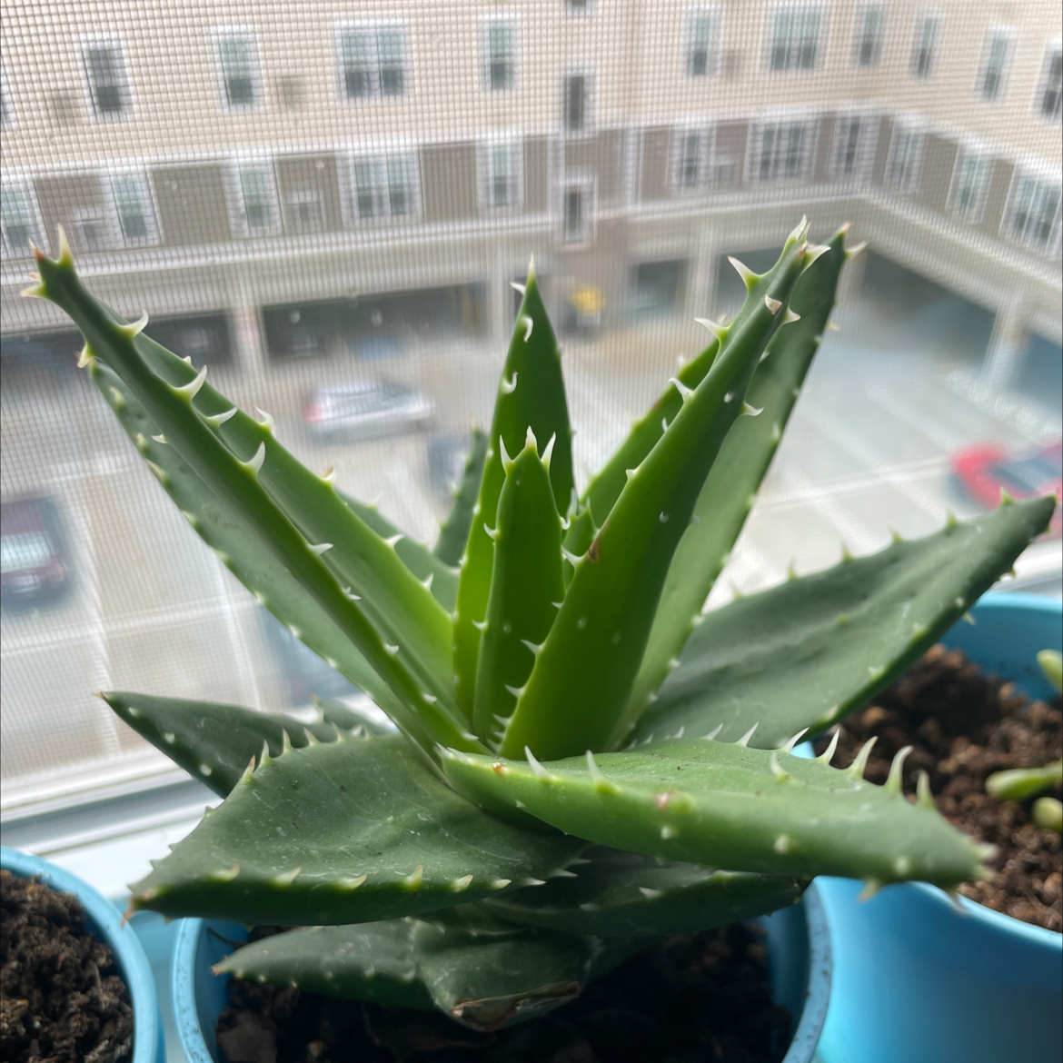 Short-Leaved Aloe plant in a blue pot with vibrant green leaves, background of a building and parked cars.