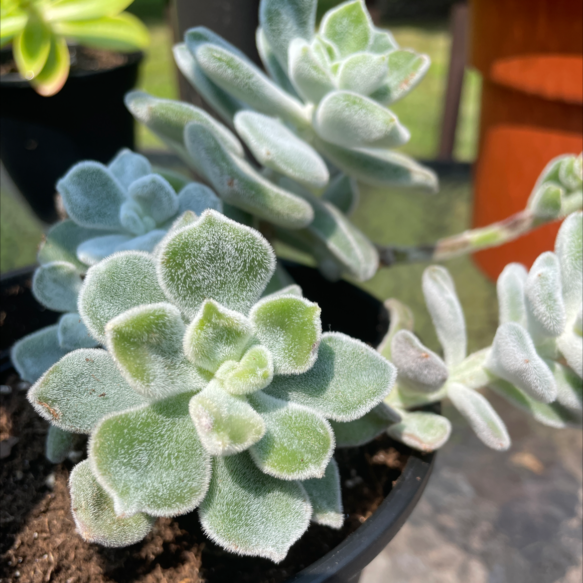 Healthy Mexican Firecracker succulent with thick, fuzzy leaves in a pot.