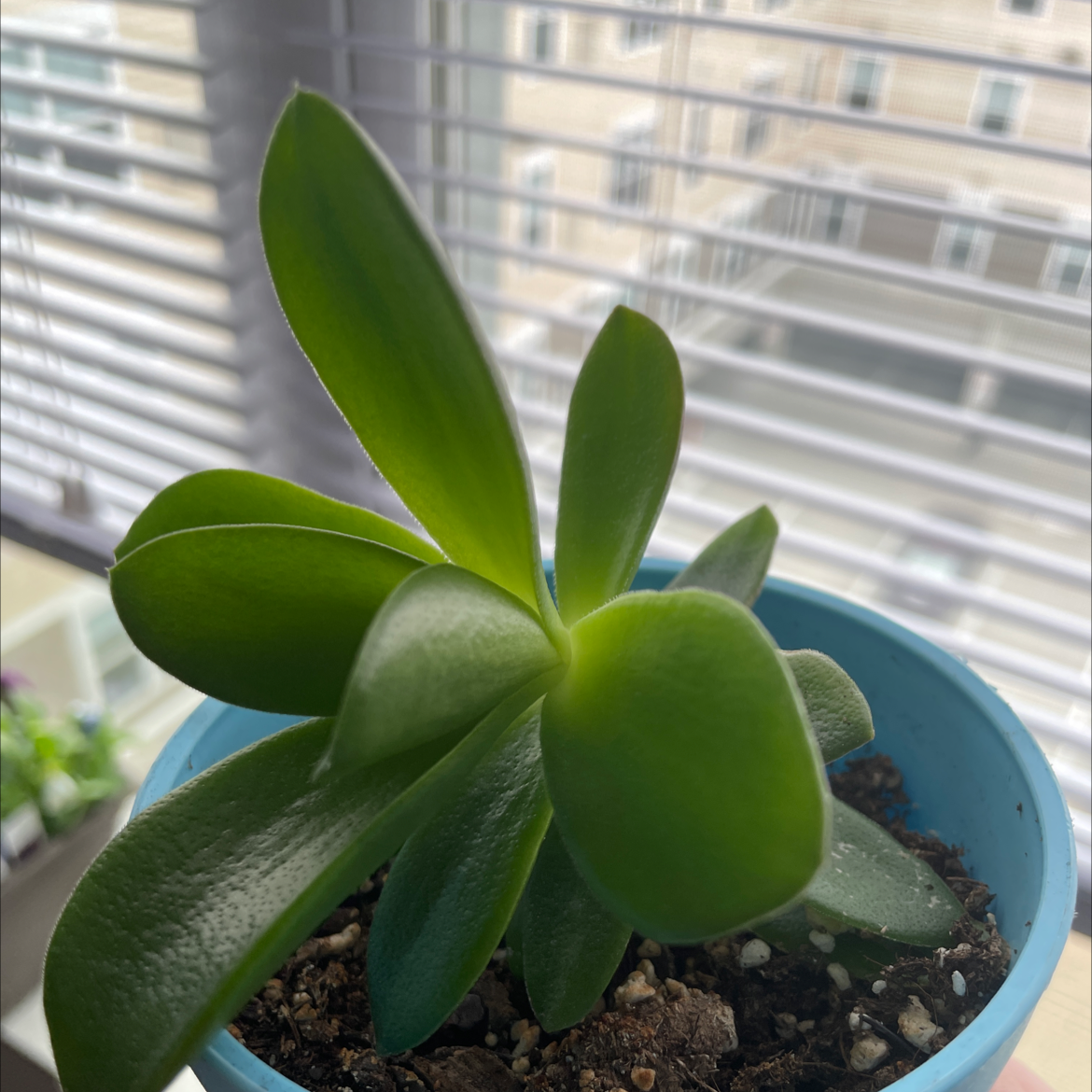 Photo of the plant species Pig's Ear by @amhuntingtonn named Bigleef Smalls on Greg, the plant care app