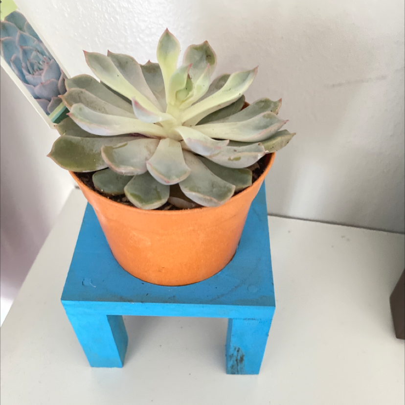 Photo of the plant species Echeveria 'Jasiri' by Jaedyn named peach on Greg, the plant care app