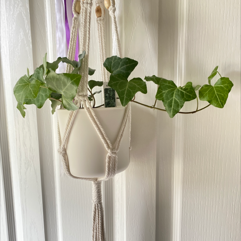 Plant care for Aralia on Greg, the plant care app