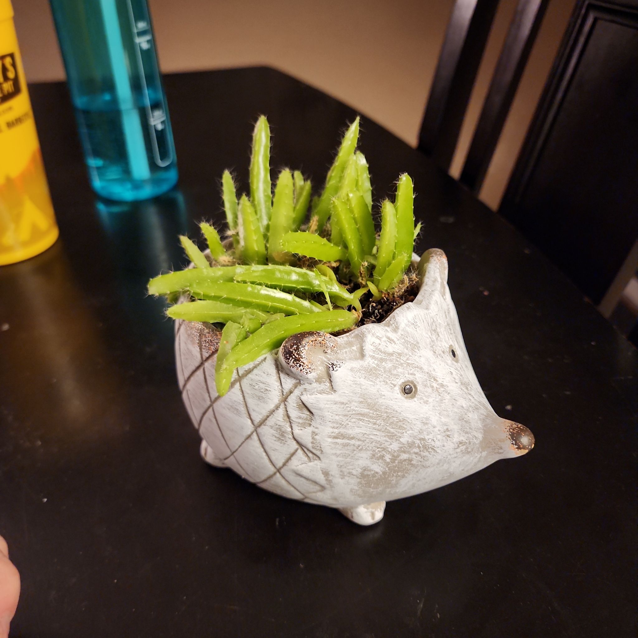 Hedgie
