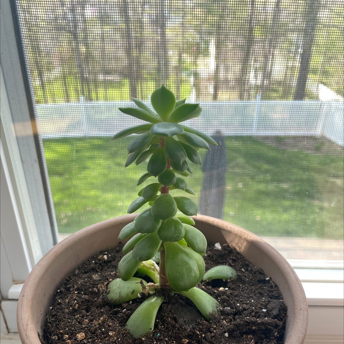 Potted Palmer's Sedum plant on a windowsill with a garden view in the background.
