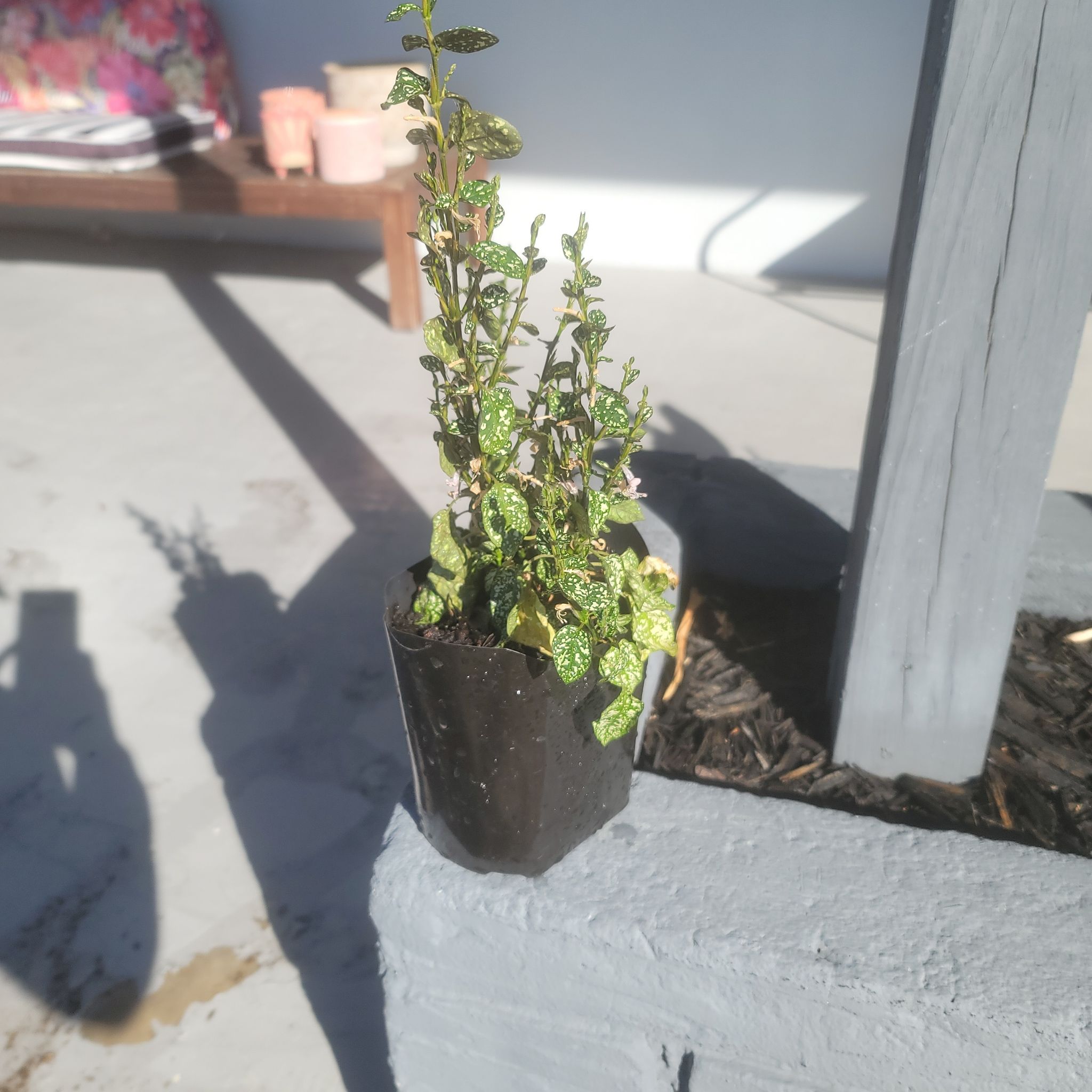 Photo of the plant species Hypoestes forskaolii by @DollHenbane named Phyllis on Greg, the plant care app