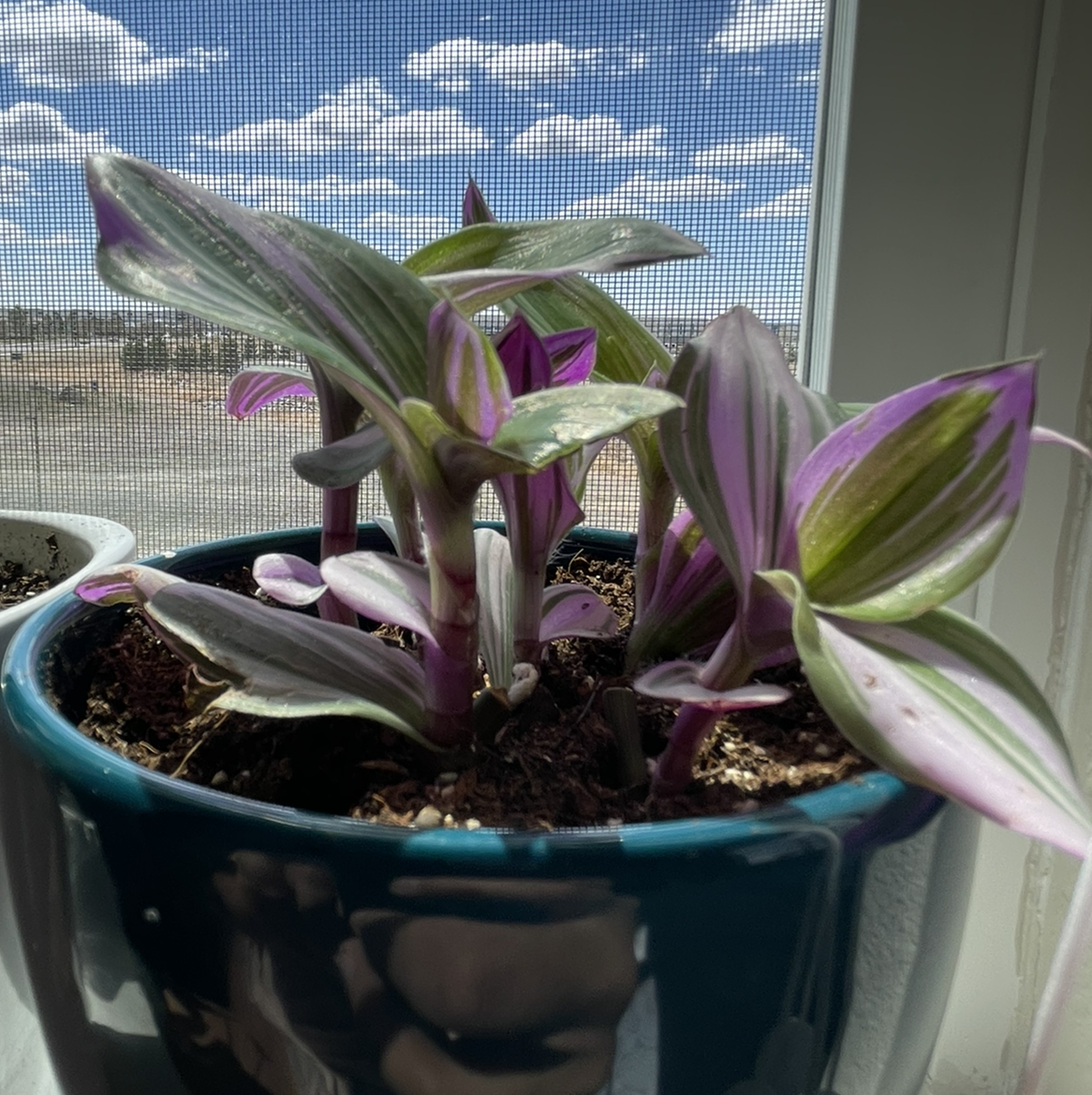 Small-Leaf Spiderwort plant photo by @meeezzy named Osmo on Greg, the plant care app.