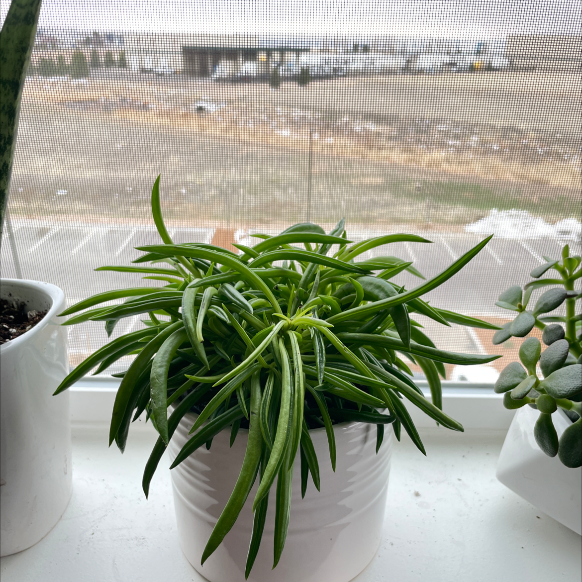 Pincushion Peperomia plant photo by @meeezzy named Mollie on Greg, the plant care app.