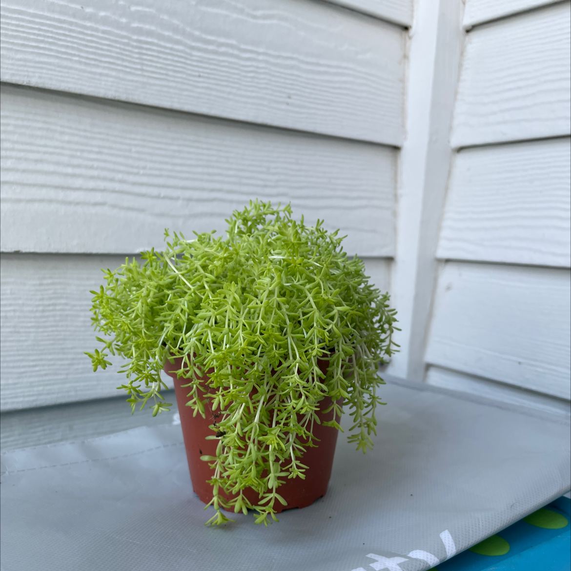 Potted Goldmoss Stonecrop with vibrant green foliage, no visible signs of disease.