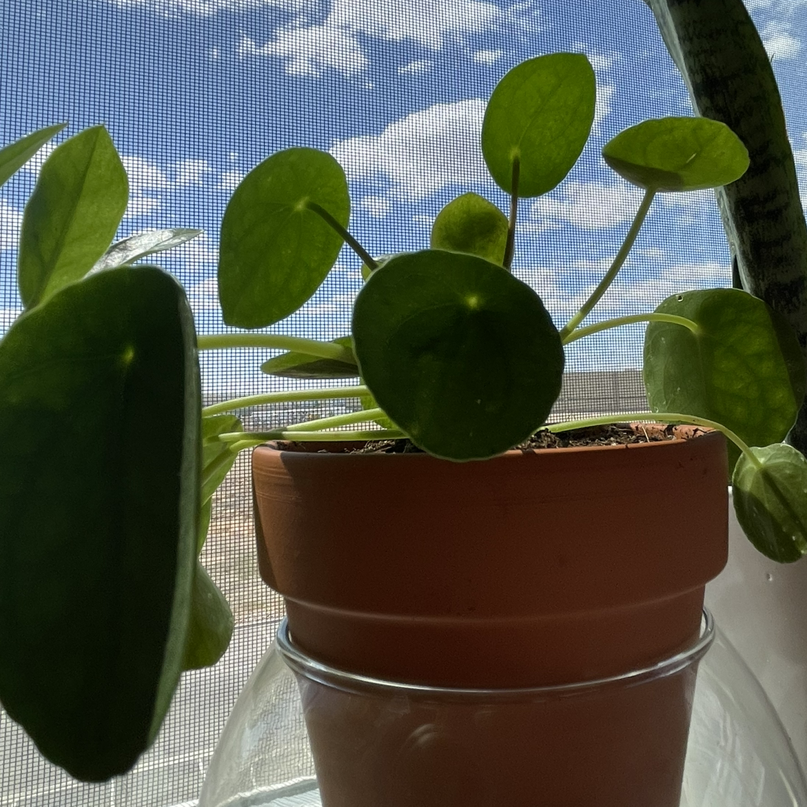 Chinese Money Plant plant photo by @meeezzy named Harper on Greg, the plant care app.