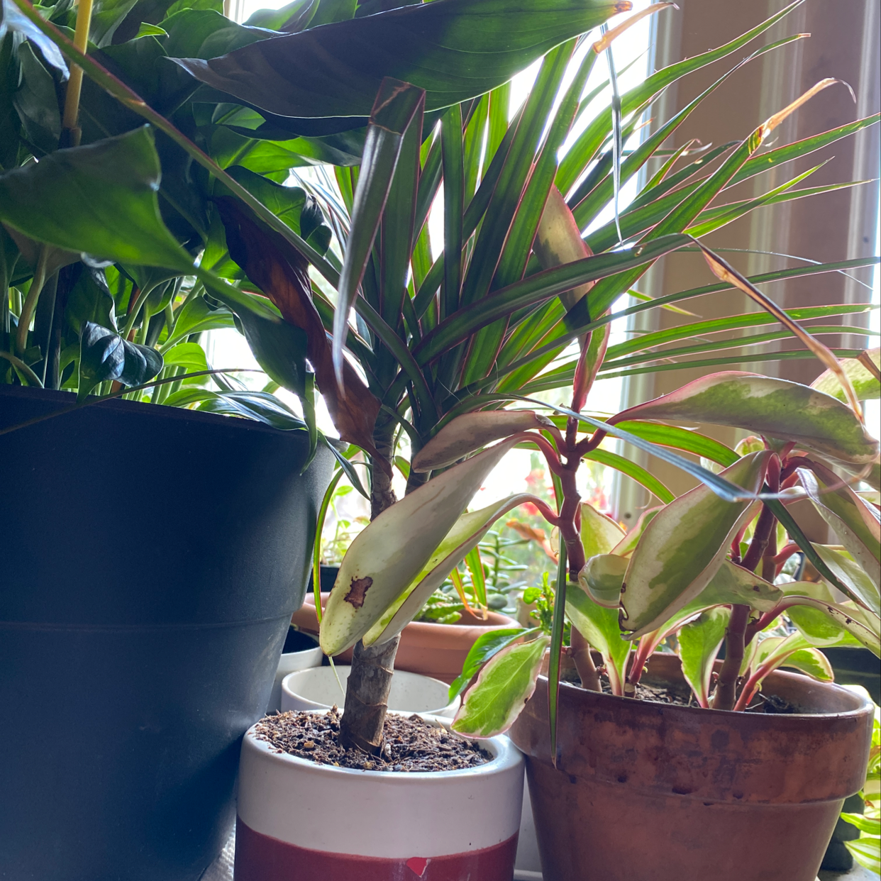 Healthy Ti plant with vibrant striped green and burgundy leaves growing in ceramic pots on a sunny windowsill.
