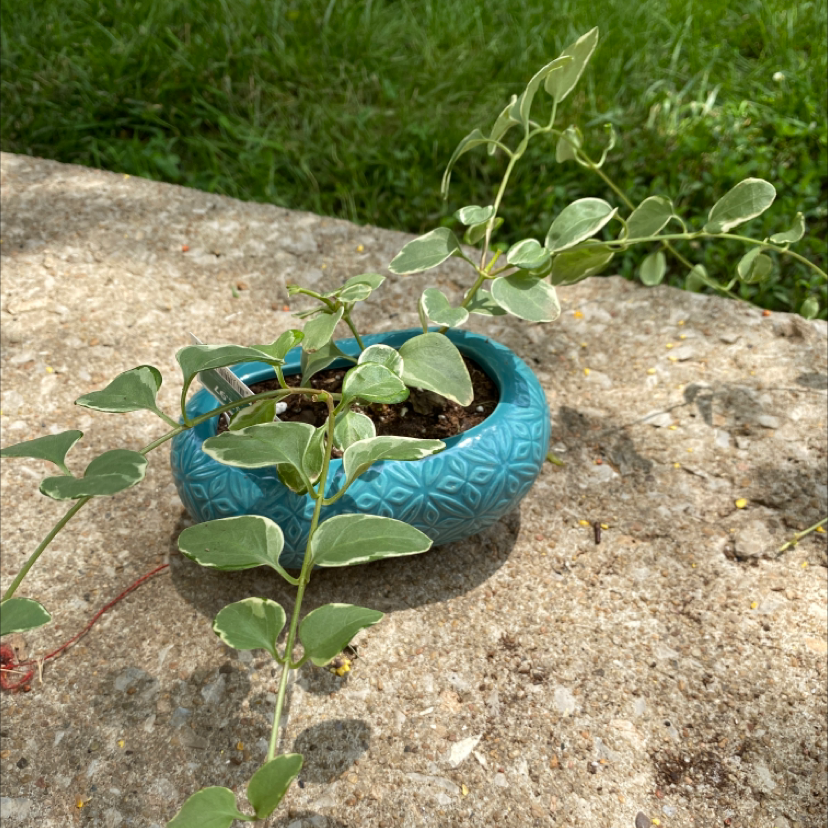 Photo of the plant species Greater Periwinkle by @Kenzie04 named Victor on Greg, the plant care app