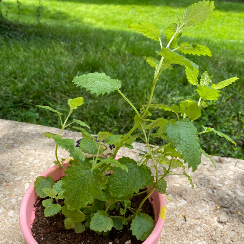 Photo of the plant species Lemon Balm by @Kenzie04 named Lulu on Greg, the plant care app
