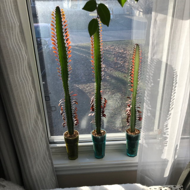 African Milk Tree plant photo by @User3022 named African milk tree (Euphorbia Trigona Rubra) on Greg, the plant care app.
