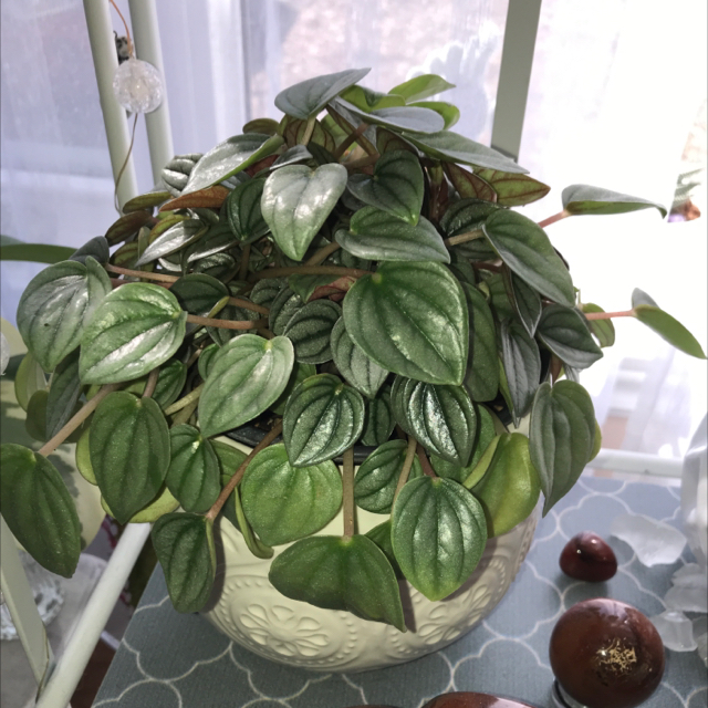 Silver Frost Peperomia plant photo by @User3022 named Napoli Nights Pepperomia on Greg, the plant care app.