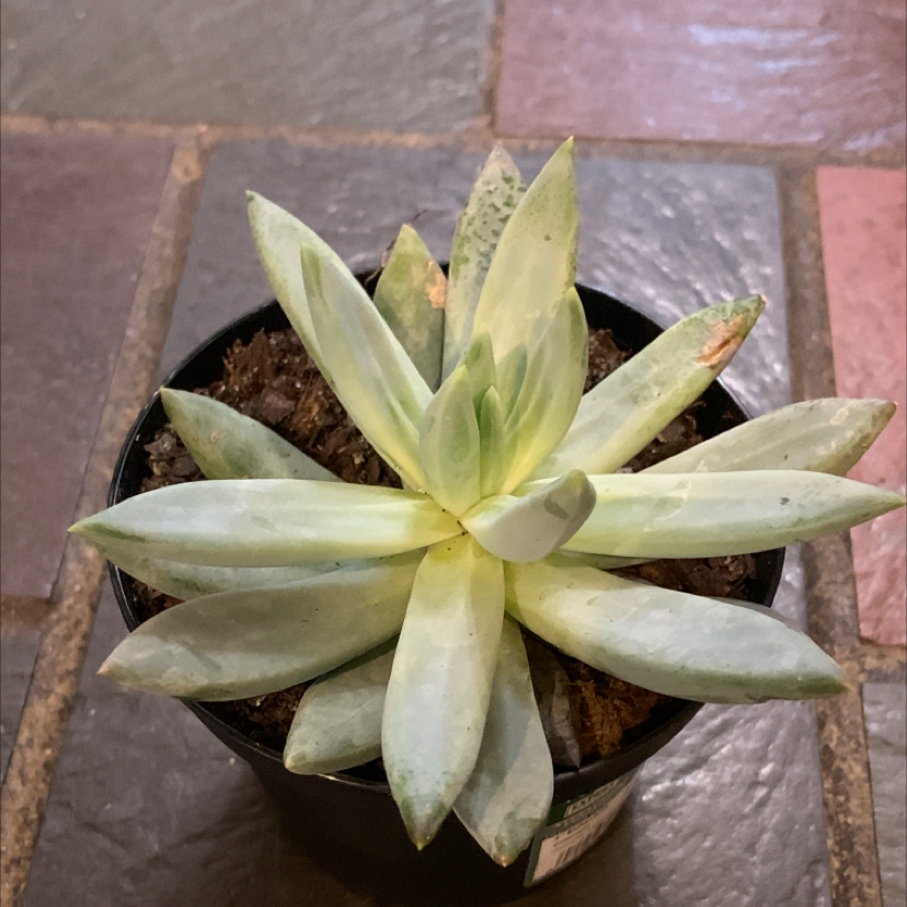 Lipstick Echeveria plant photo by @Dragon named Chi on Greg, the plant care app.