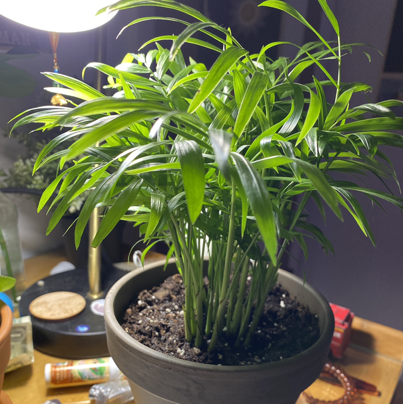 Parlour Palm plant photo by @reeseh7 named Fernie Saunders on Greg, the plant care app.