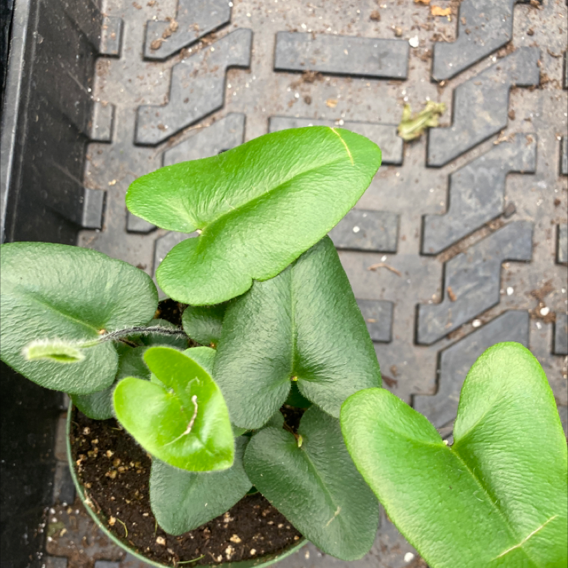 Heart Fern plant with healthy green leaves in a pot on a textured surface.