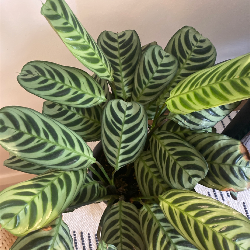 Healthy Fishbone Prayer Plant with vibrant green striped leaves resembling a herringbone pattern, held by a human hand.