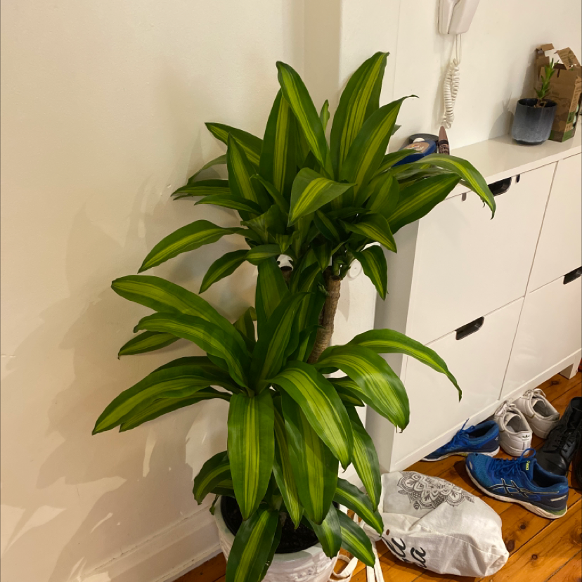 Photo of the plant species Dracaena Massangeana by @burt named Ronald on Greg, the plant care app