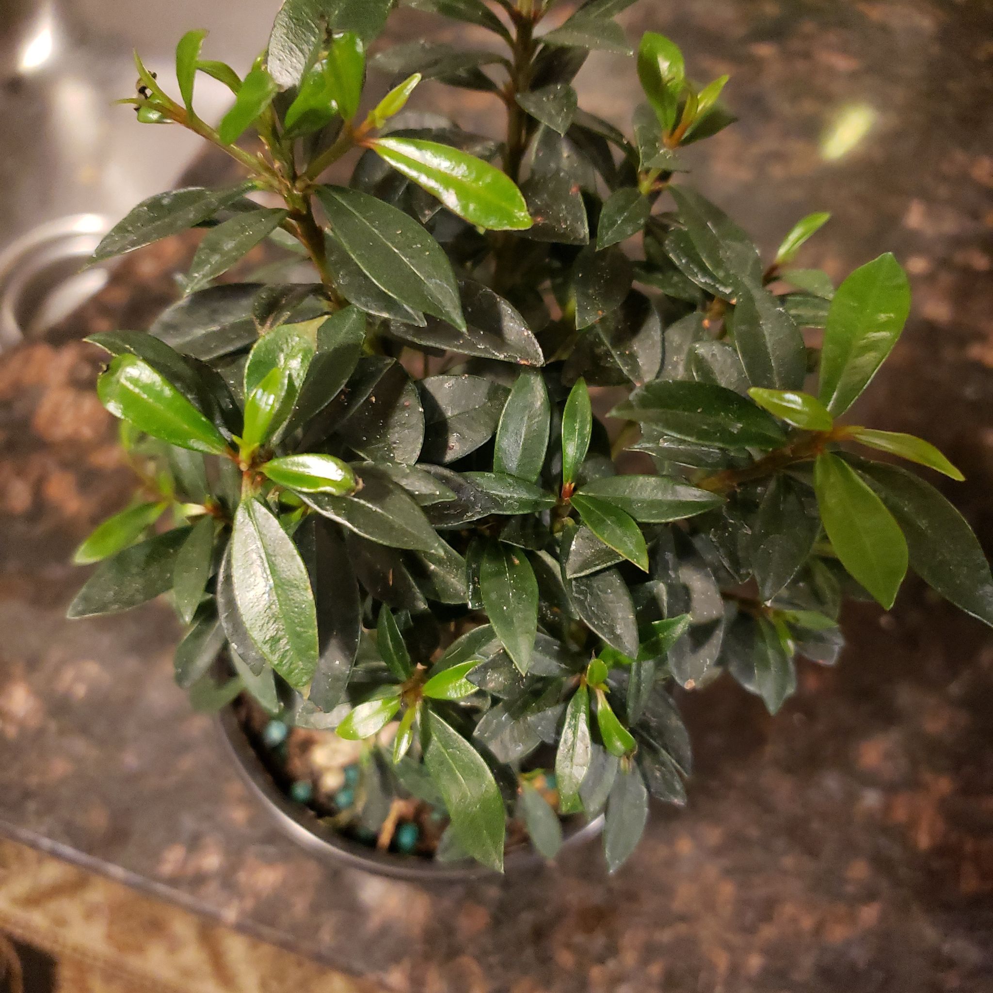 Healthy Alpenrose plant with glossy, dark green leaves in a pot.