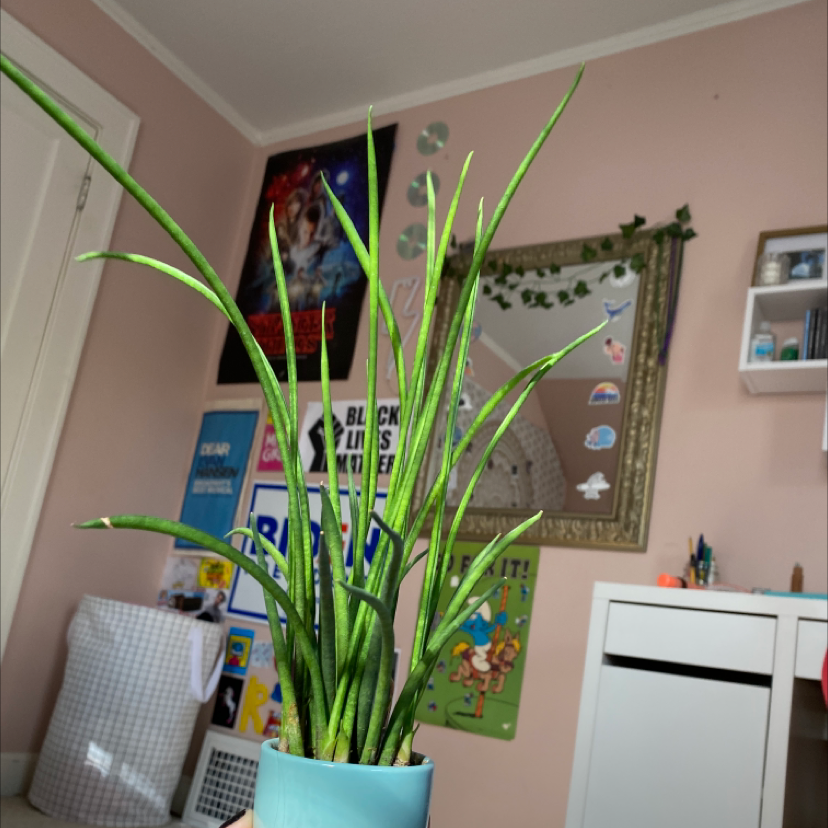 Cylindrical Snake Plant plant photo by @solaowens named evan on Greg, the plant care app.