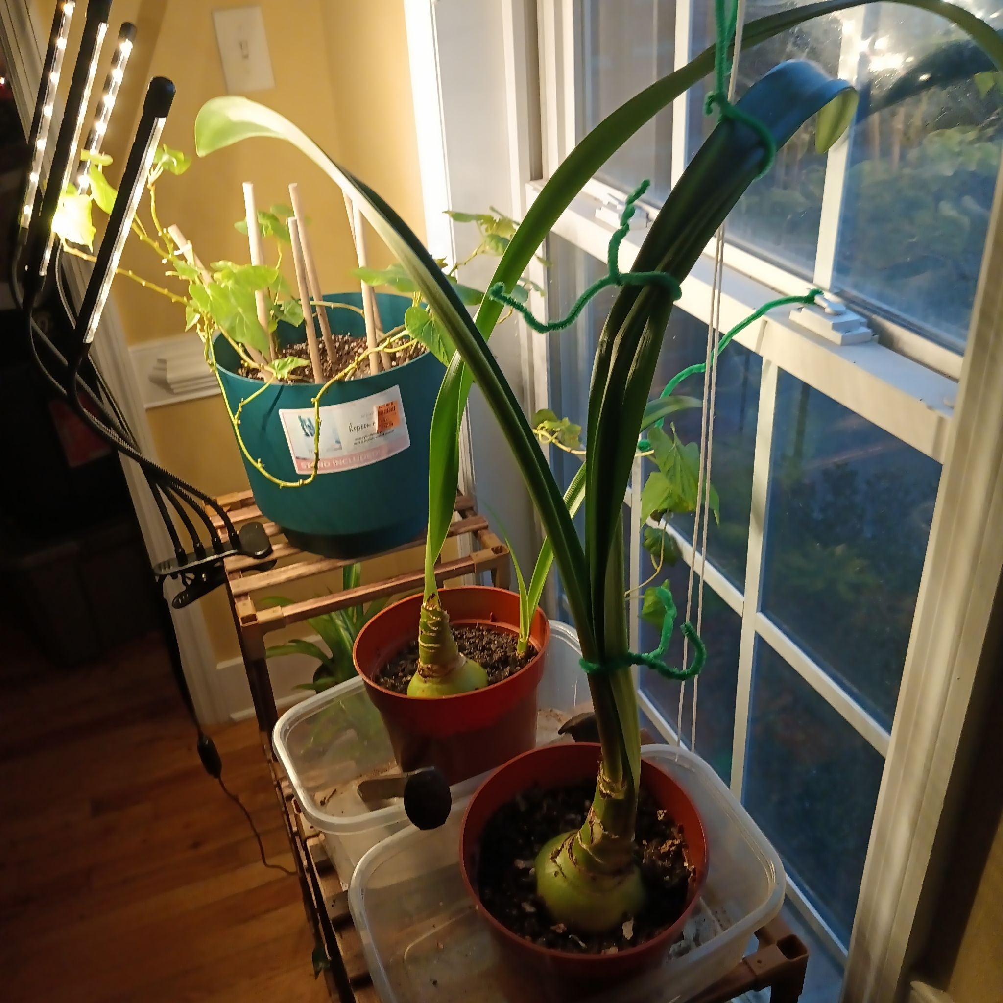 Photo of the plant species Ferrari Amaryllis by @JudiciousPeanut named Red Amaryllis on Greg, the plant care app