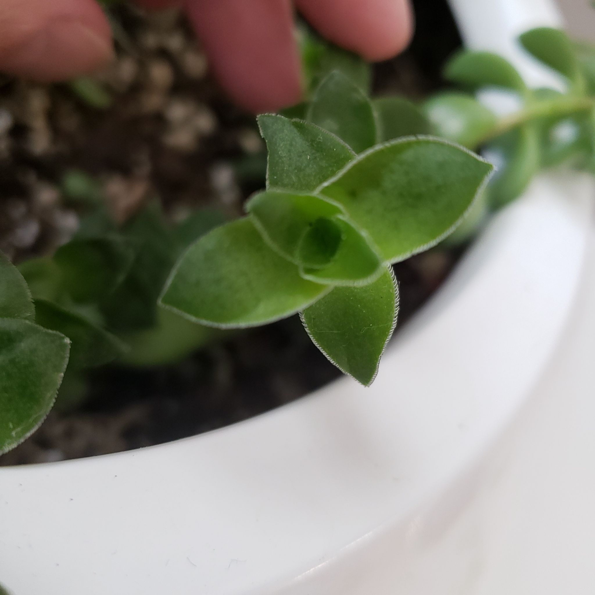 Close-up of a healthy Sea Sandwort plant with green leaves and visible soil.