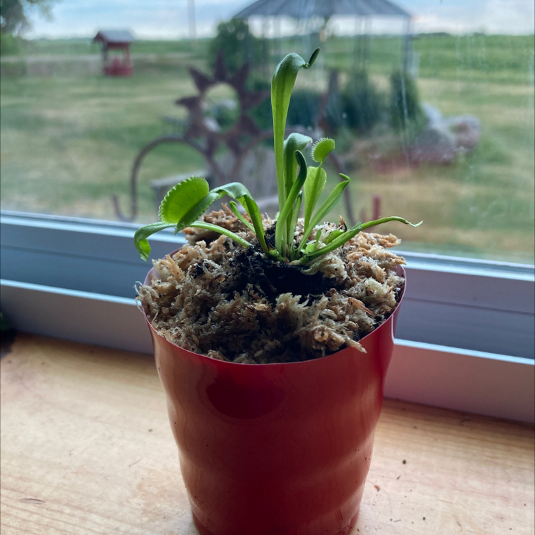 Red Piranha plant photo by @abtheplantmom named Vinnie on Greg, the plant care app.