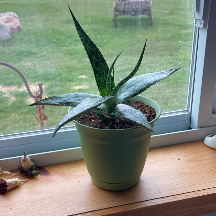 Aloe vera plant photo by @abtheplantmom named Violet on Greg, the plant care app.