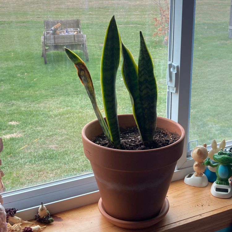 Snake Plant plant photo by @abtheplantmom named Rachel on Greg, the plant care app.