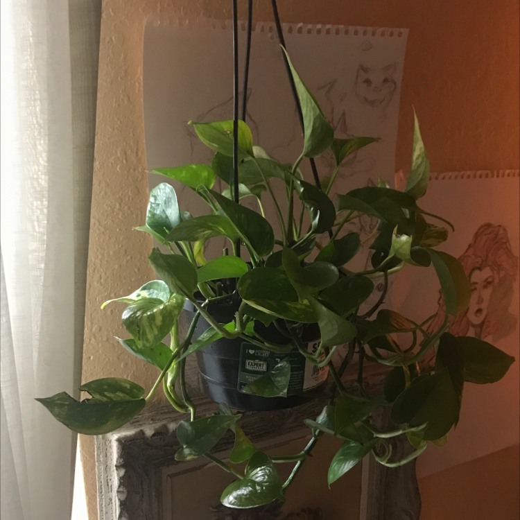 Taro Vine plant photo by @lexiskindarad named Dragonfly on Greg, the plant care app.