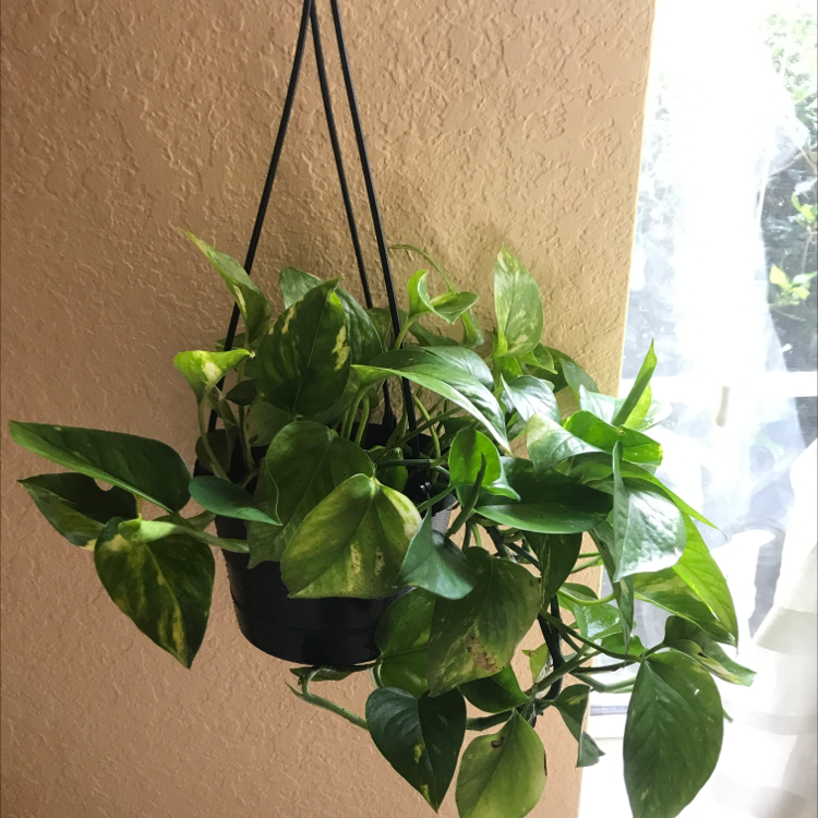 Taro Vine plant photo by @lexiskindarad named Apollo on Greg, the plant care app.