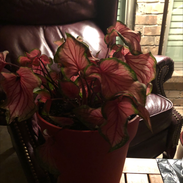 Caladium Gingerland plant photo by Terri named Tolkien on Greg, the plant care app.