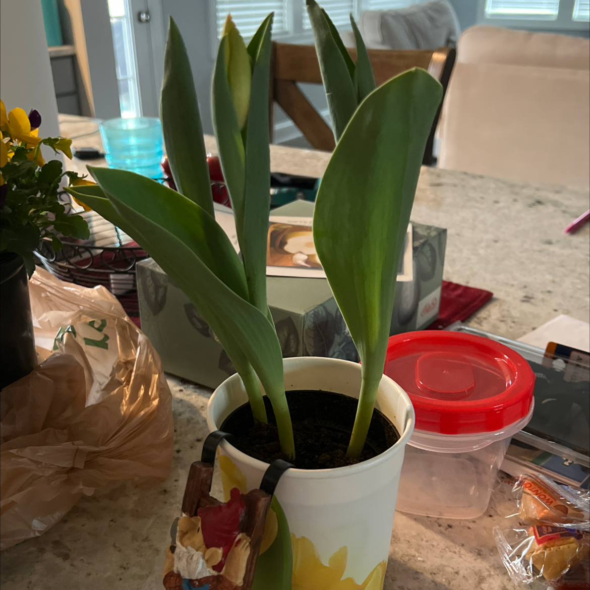 Garden Tulip plant in a cup with healthy green leaves on a kitchen counter.
