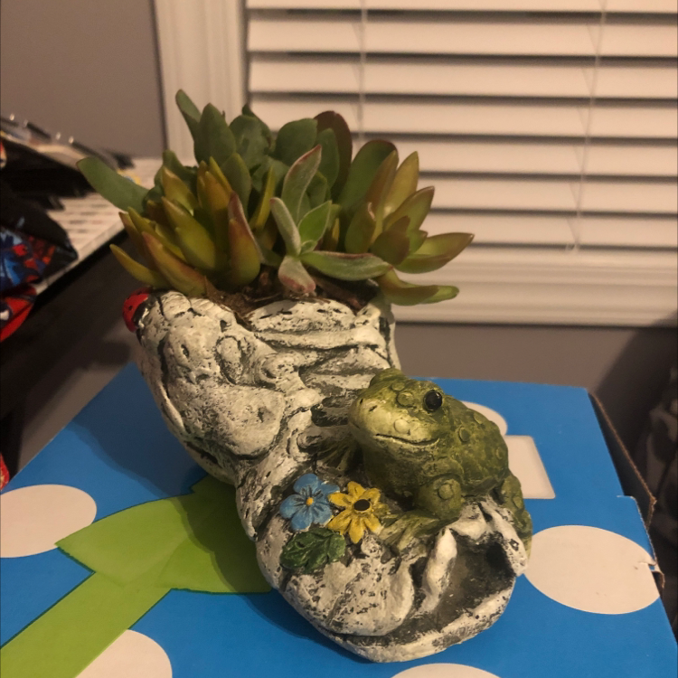 Lucky Plant plant photo by @KatieMushroom named Humphrey on Greg, the plant care app.