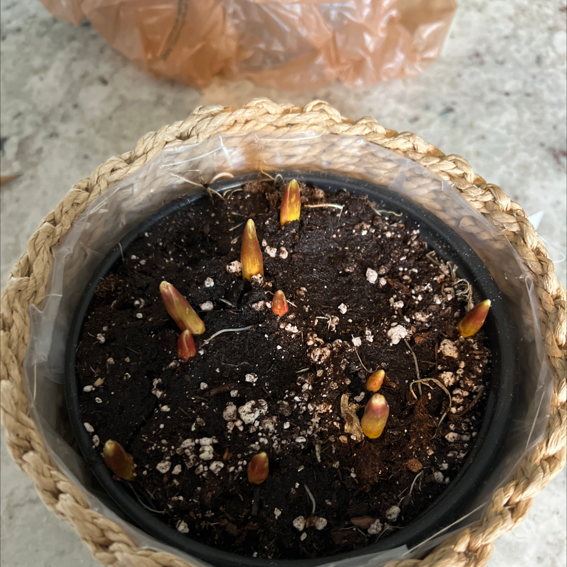 Potted Garden Tulip with young shoots emerging from the soil.