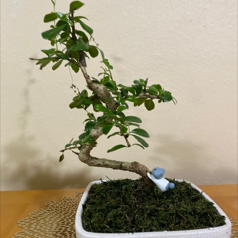 A healthy Chinese Elm bonsai tree with dense green foliage and a curved trunk, planted in a small white rectangular pot.