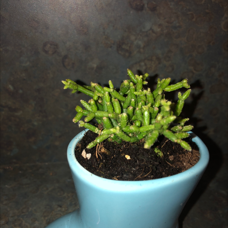 A healthy Dancing Bones succulent in a blue pot with visible soil.