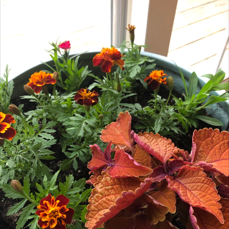 Potted African Marigold with vibrant flowers and visible soil.