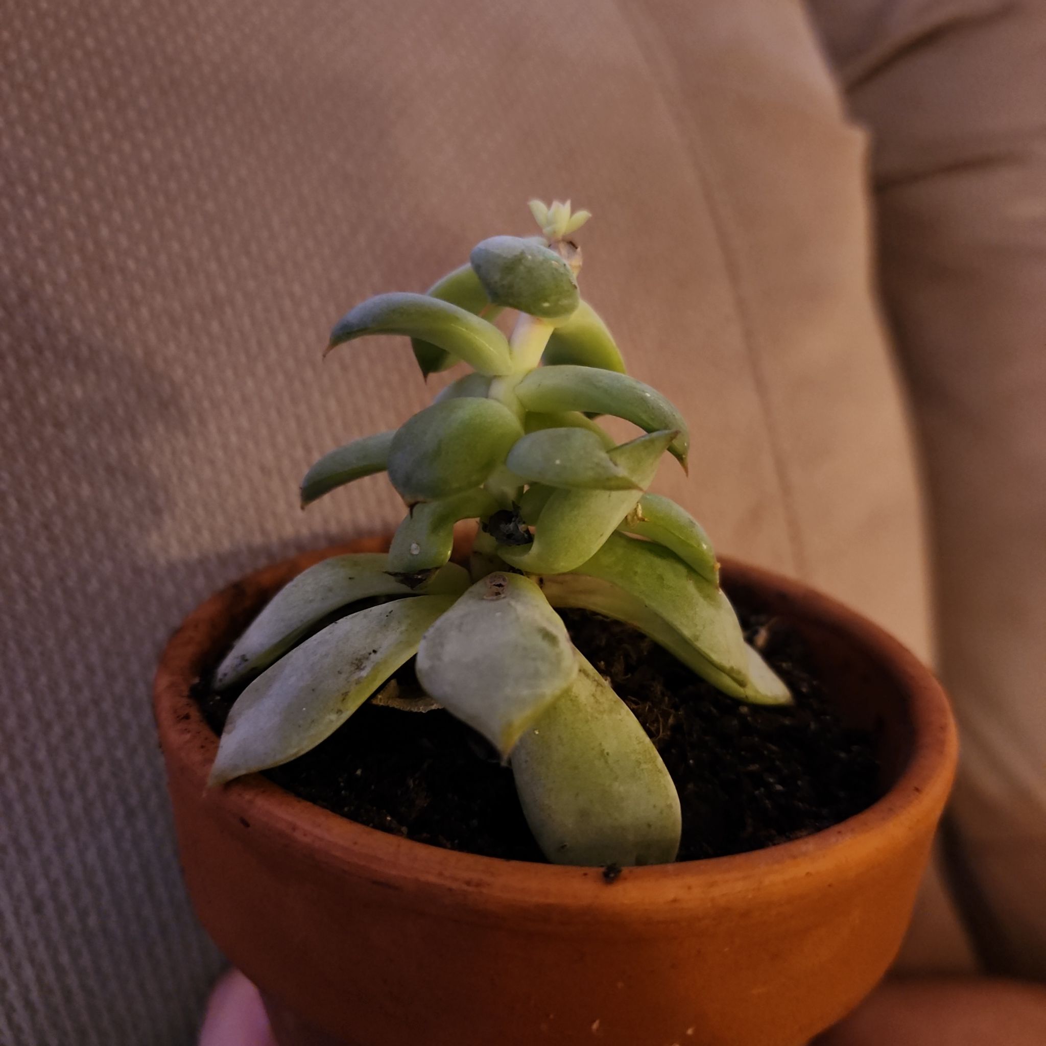 Echeveria laui succulent in a terracotta pot with some yellowing leaves at the base.