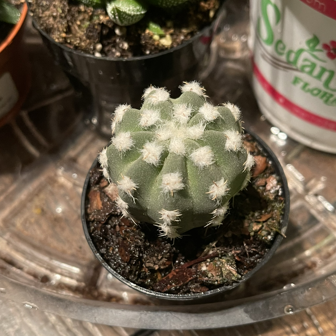 Photo of the plant species Peyote by @Annamsm314 named Polka Dot Cactus on Greg, the plant care app