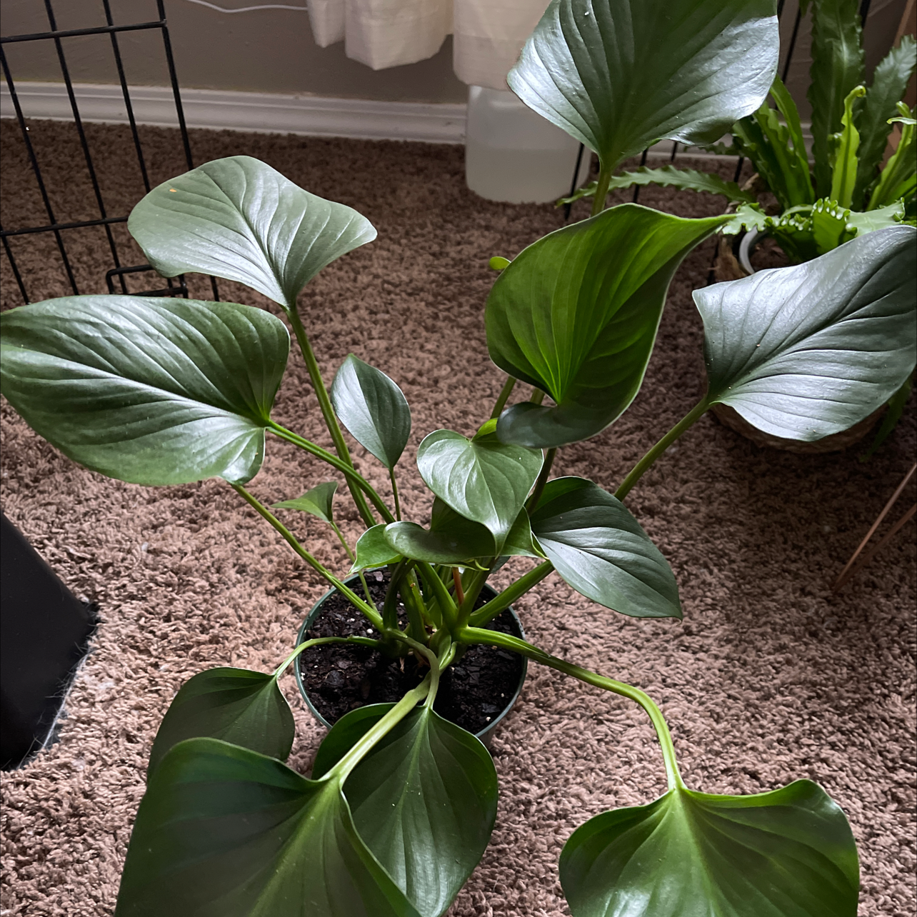Homalomena 'Emerald Gem' plant with healthy green leaves in a pot on a carpeted floor.