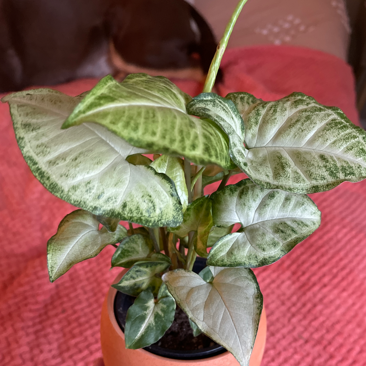 Syngonium 'White Butterfly' plant in a pot with healthy variegated leaves.