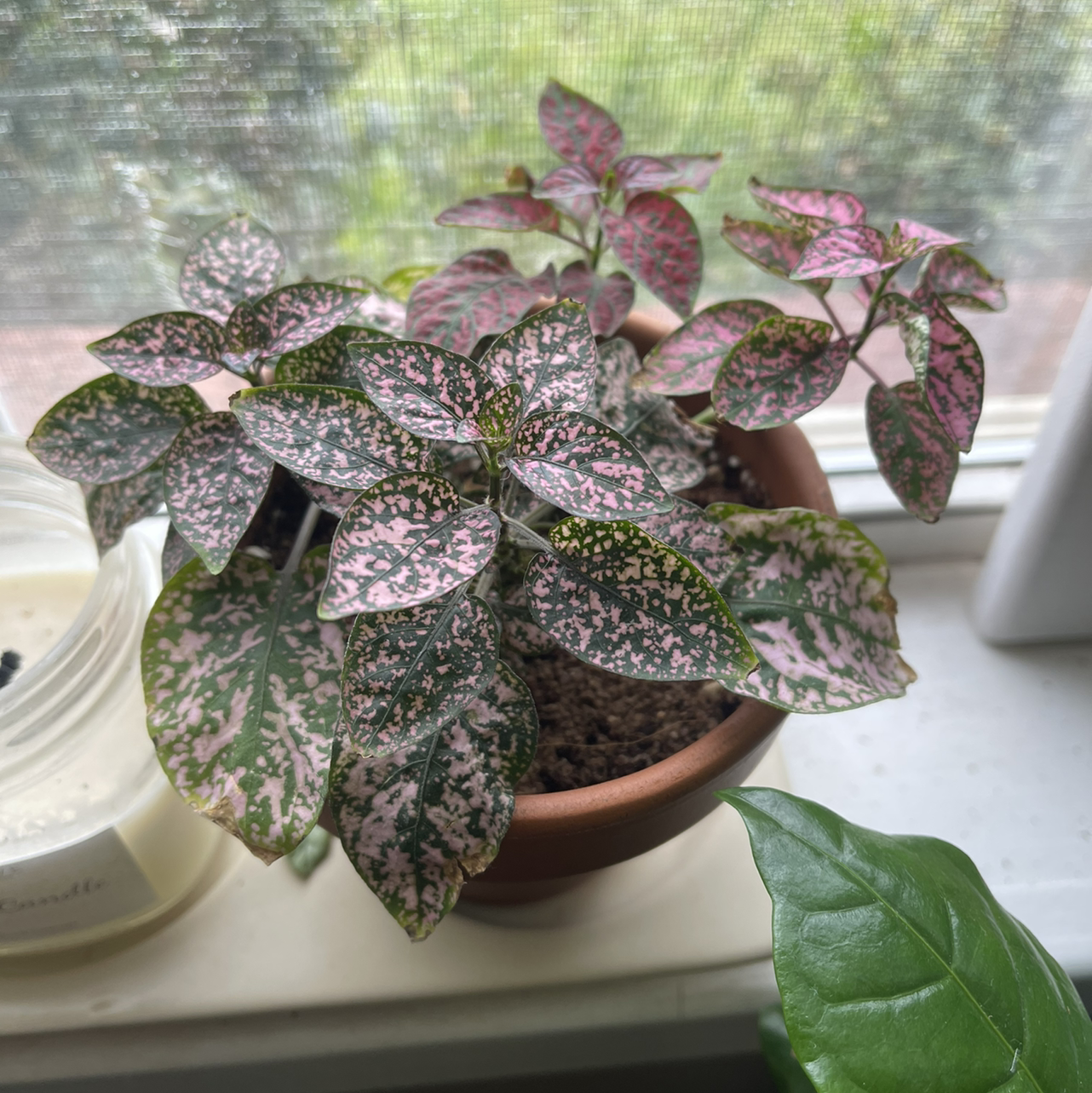 Photo of the plant species Polka Dot Plant by @Annamsm314 named Pink Polka on Greg, the plant care app