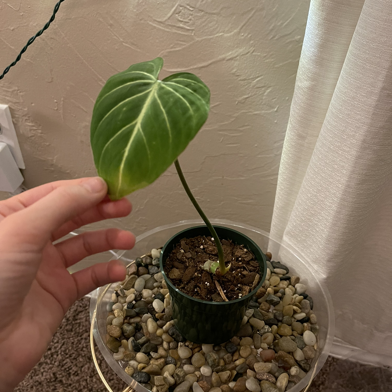Philodendron gloriosum plant in a pot with a hand holding a leaf.
