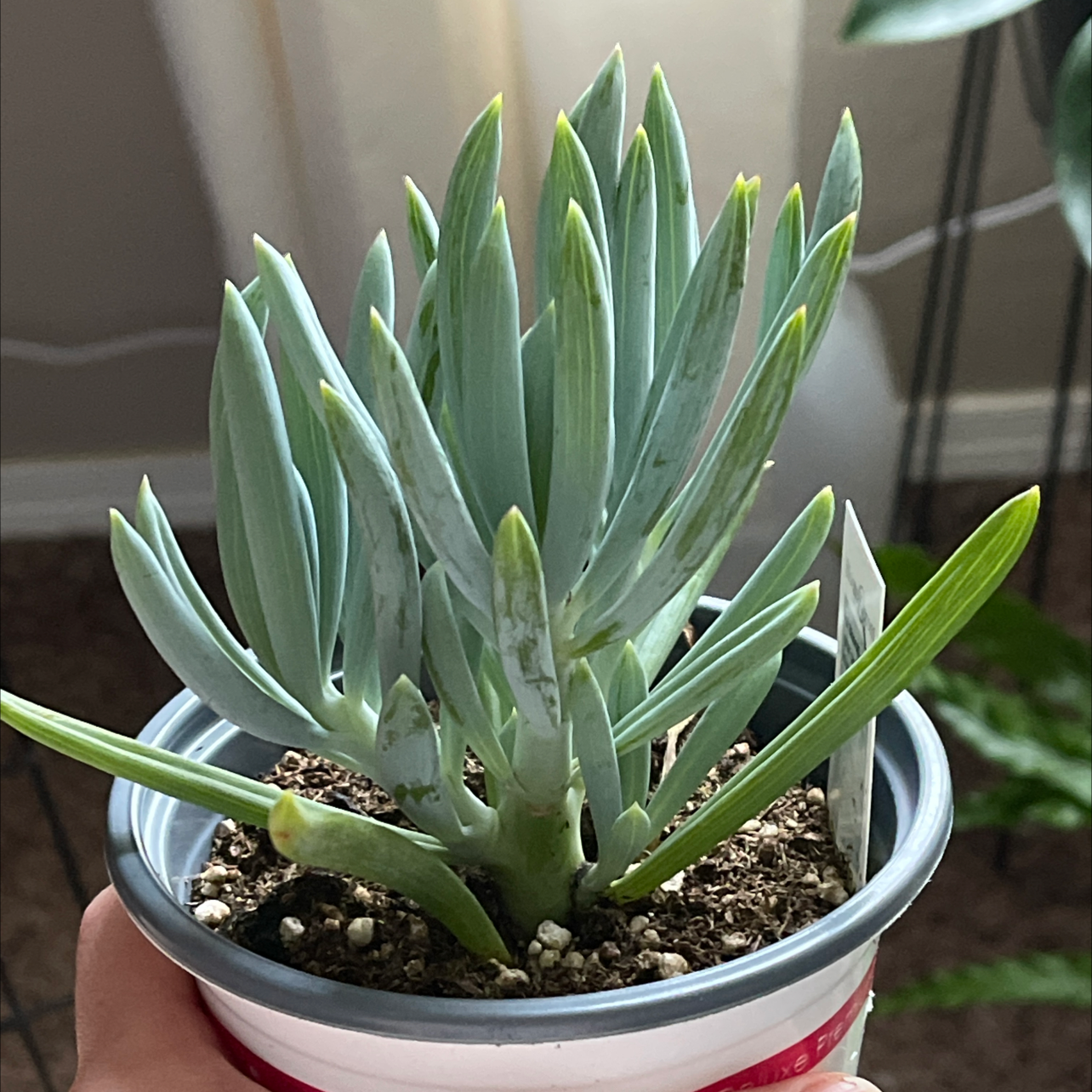 Blue Chalksticks plant in a small pot, healthy and well-framed.