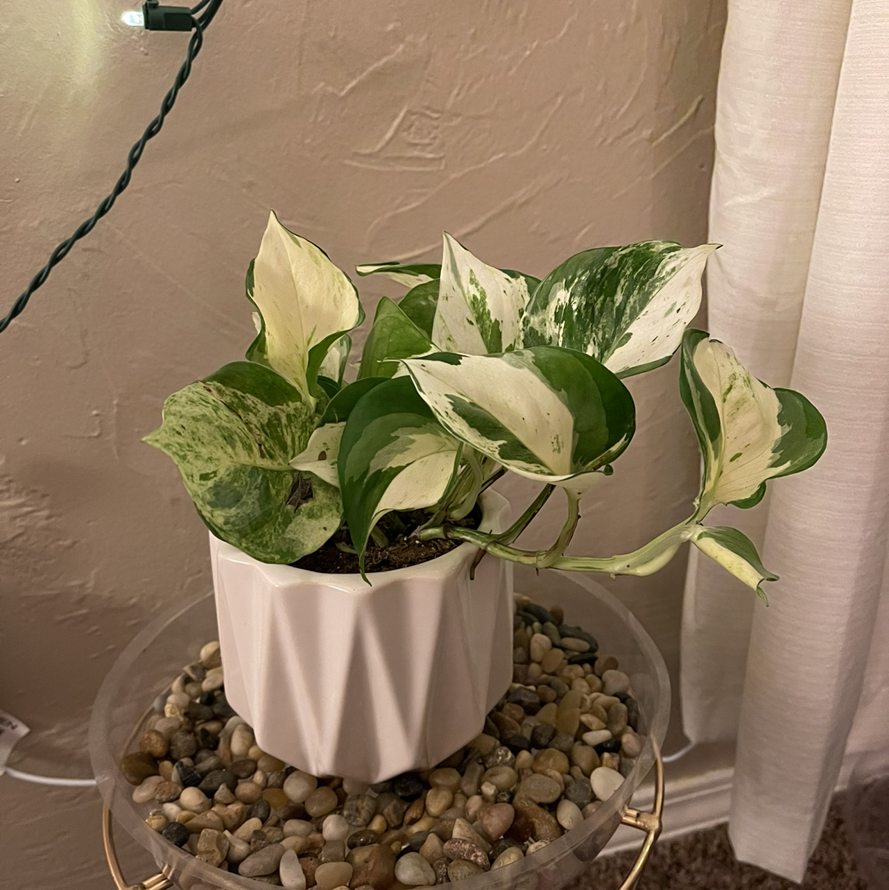 Photo of the plant species Manjula Pothos by @Annamsm314 named Manjula on Greg, the plant care app