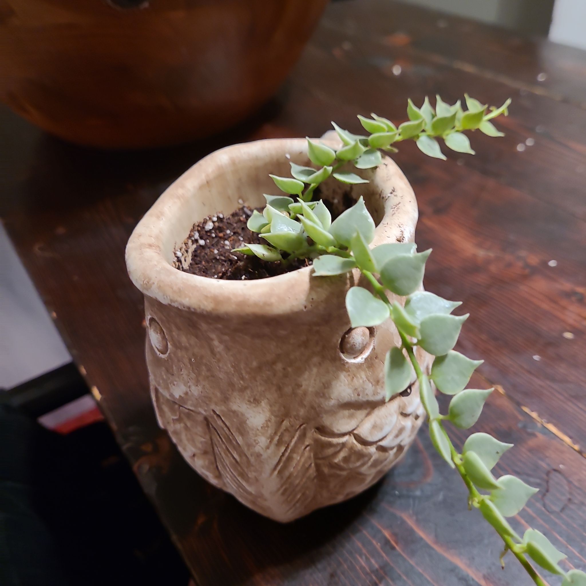 Potted Million Hearts Dischidia plant with trailing stems and heart-shaped leaves.