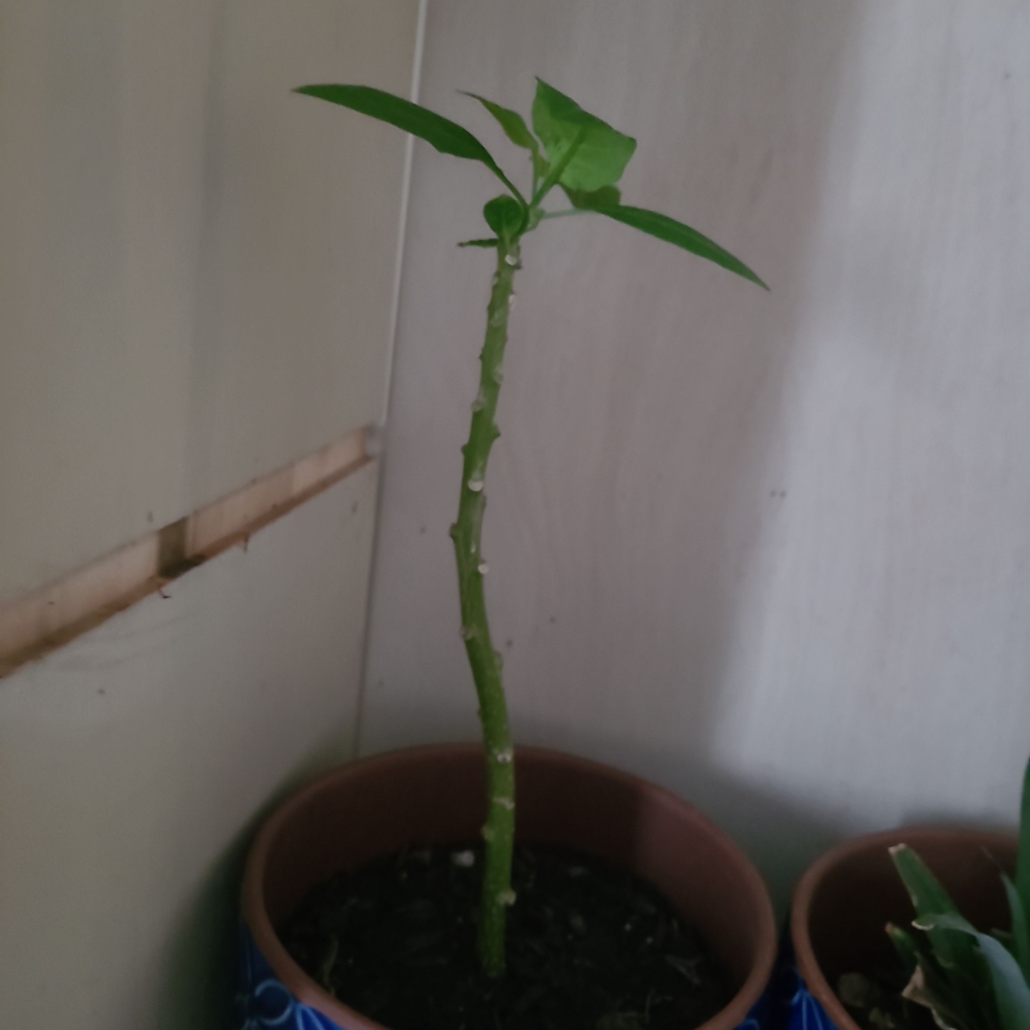 Plant care for Lesser Bougainvillea on Greg, the plant care app