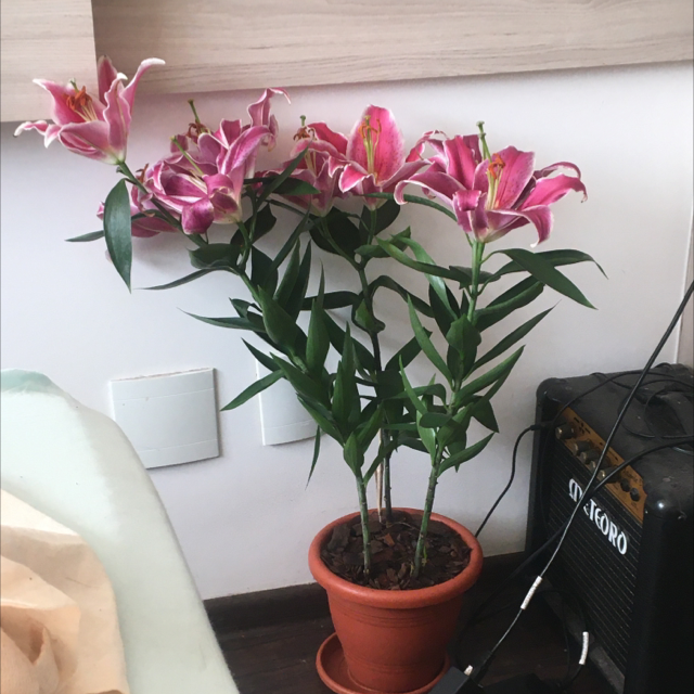 Photo of the plant species Western Red Lily by @zoolea named Mom on Greg, the plant care app