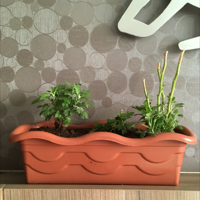 Photo of the plant species Daisy by @zoolea named Daisy Roja + Lilas on Greg, the plant care app
